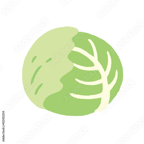食べ物_食材_野菜_キャベツ_線無し