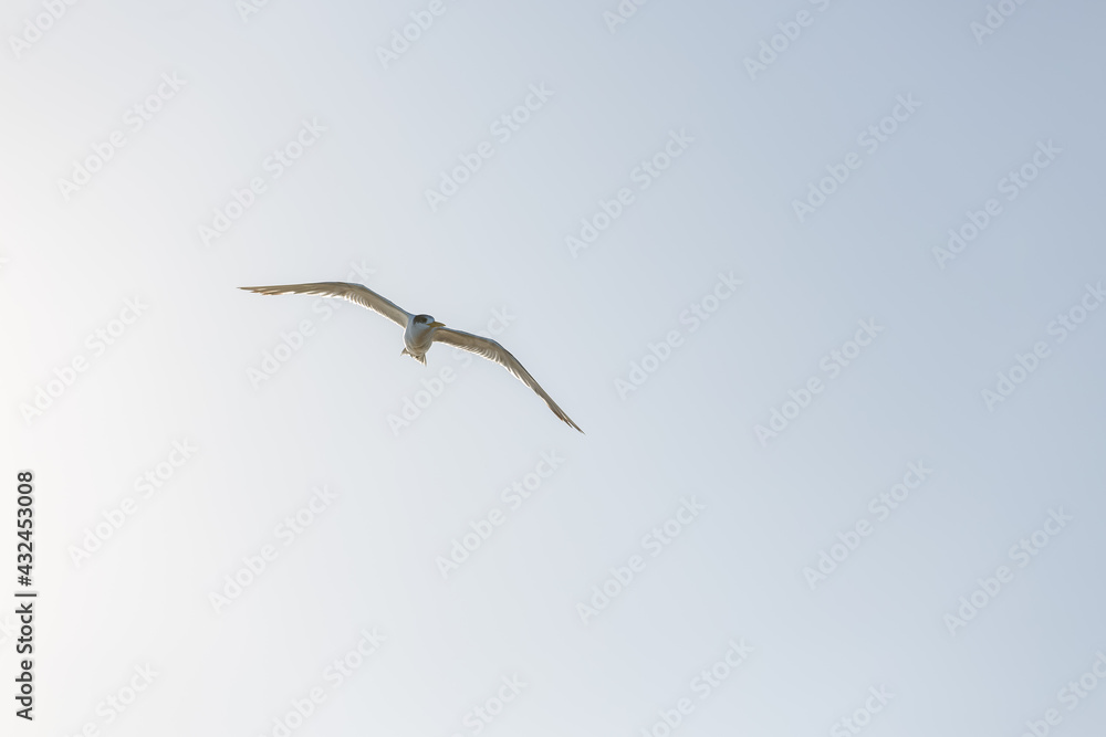 Australian Common Tern from below flying against a bright sky Australian Common Tern from below flying against a bright sky