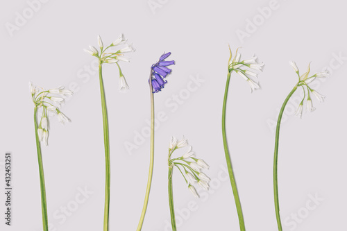 Flat lay arrangement blooming spring blue and white African lily flowers on light gray background.