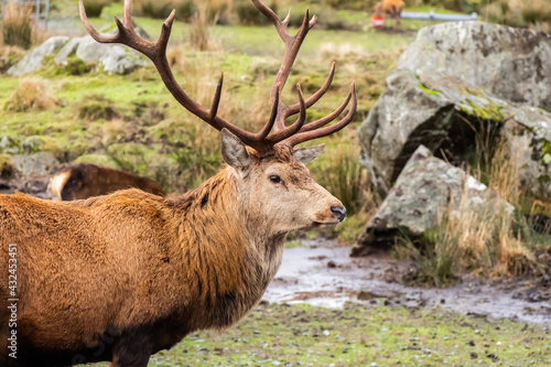 A red deer stag with antlers, standing in a field at the Galloway Red Deer Range