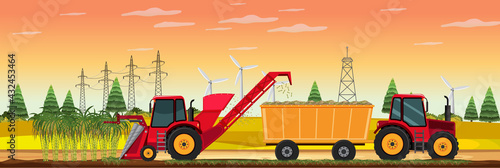 Sugar cane farming harvest at sunset time
