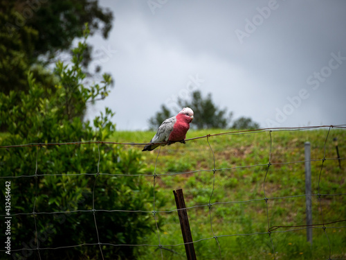 bird on a fench