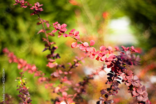 Autumn background. There are small red leaves on defocused green foliage. Natural beauty.