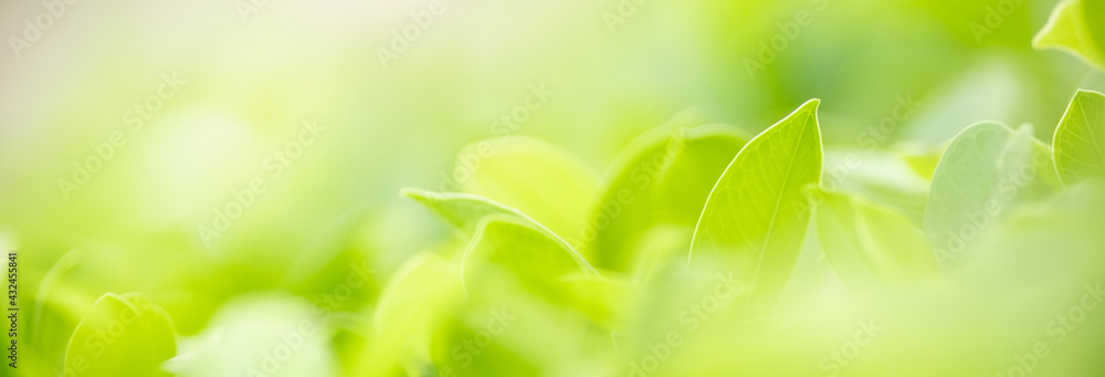 Closeup of beautiful nature view green leaf on blurred greenery background in garden with copy space using as background cover page concept. Closeup of beautiful nature view green leaf on blurred greenery background in garden with copy space using as background cover page concept.