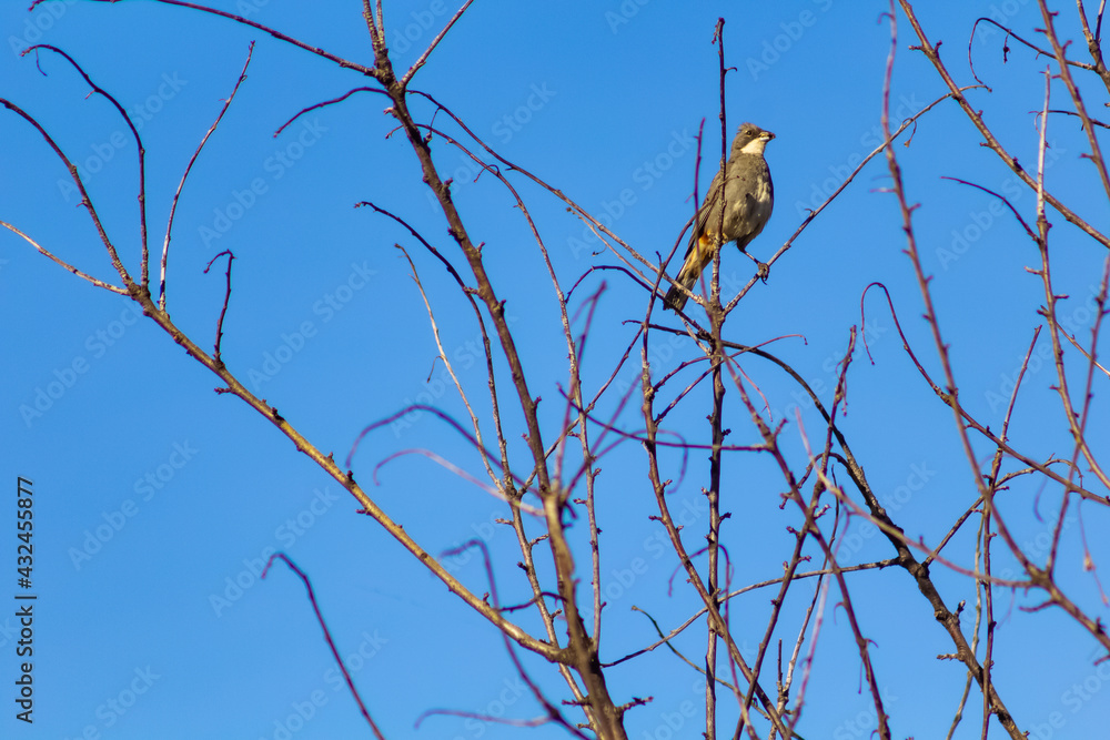small birds in the countryside of southern Chile small birds in the countryside of southern Chile