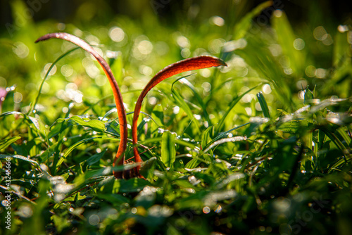 Dipterocarpus alatus Roxb (Yang, Gurjan, Garjan) seed fall down on the grasses. photo