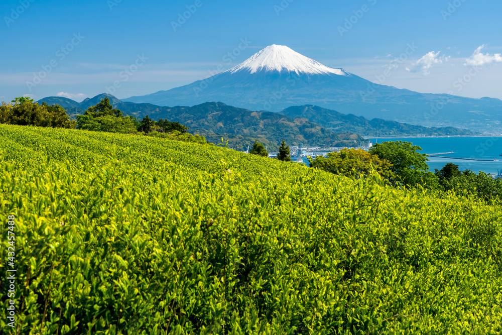 日本平から新緑のお茶畑/清水港越しの駿河湾と富士山 日本平から新緑のお茶畑/清水港越しの駿河湾と富士山