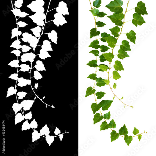Waved ivy twigs with small ...