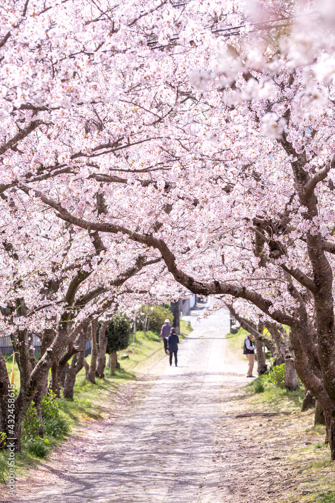 Fototapeta premium 桜のアーチ 坂道 春のイメージ