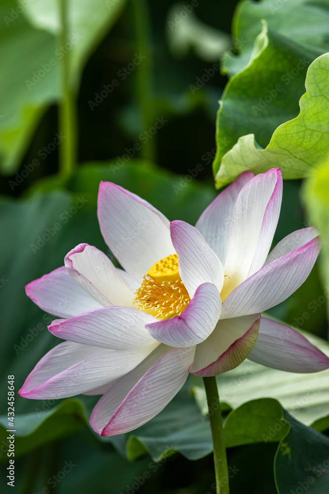 ハスの花 夏のイメージ ハスの花 夏のイメージ