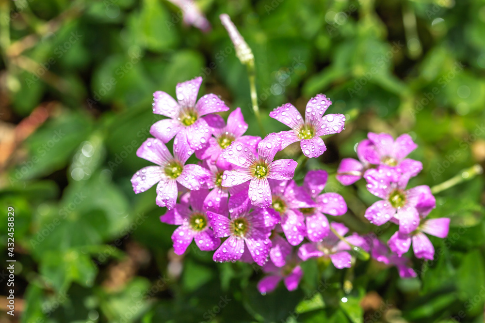 ムラサキカタバミの花