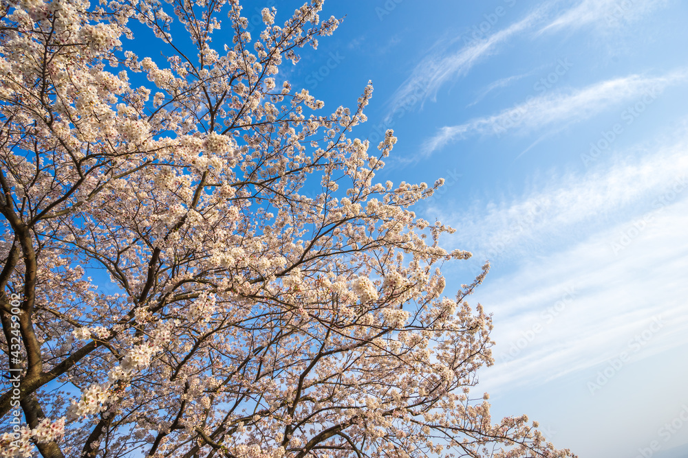 桜の花　春のイメージ