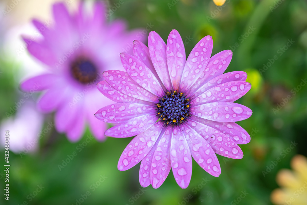 デイジーの花 春のイメージ デイジーの花 春のイメージ