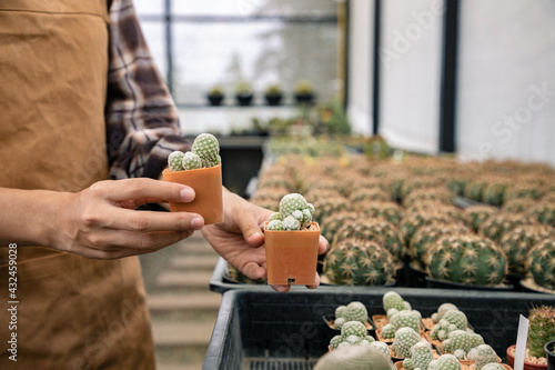 Asian farmer present young Mammillaria bocasana cactus in hands gently on house background. Decorative plants can be used to decorate the living room and living room or on the desk. photo