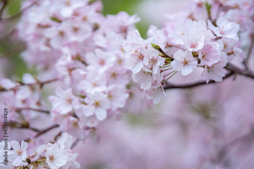 桜の花　春のイメージ