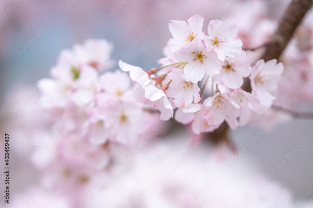桜の花　春のイメージ