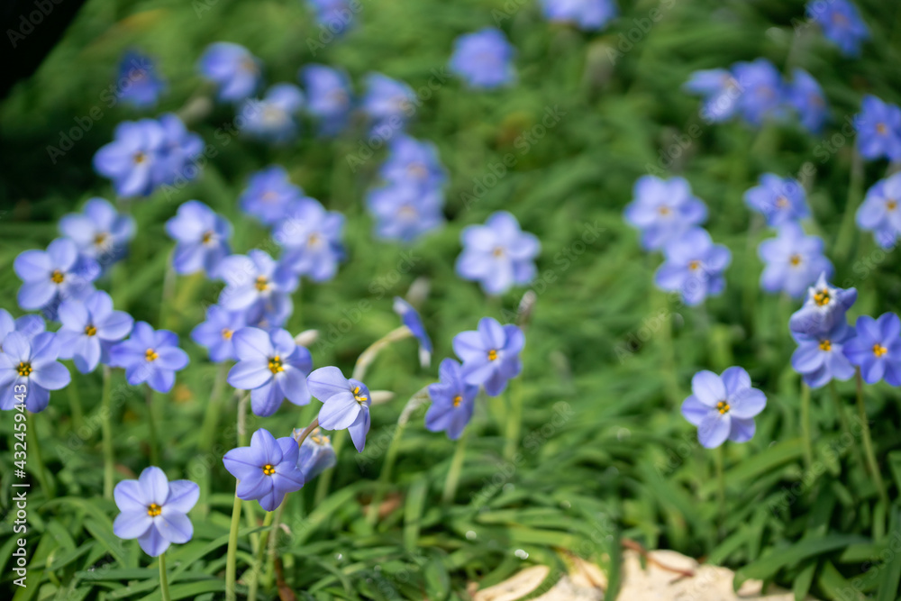 ハナニラの花 春のイメージ ハナニラの花 春のイメージ