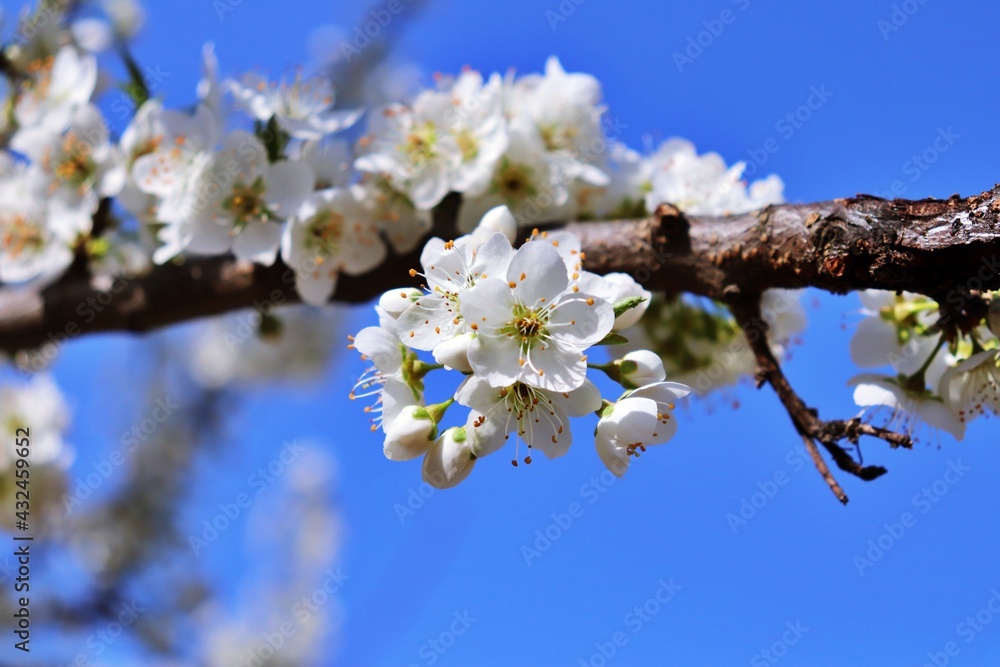 blooming cherry tree