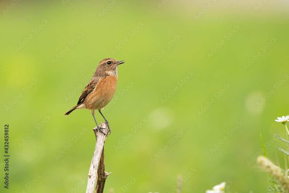 Fototapeta premium European Stonechat Saxicola rubicola female bird perched in grass meadow