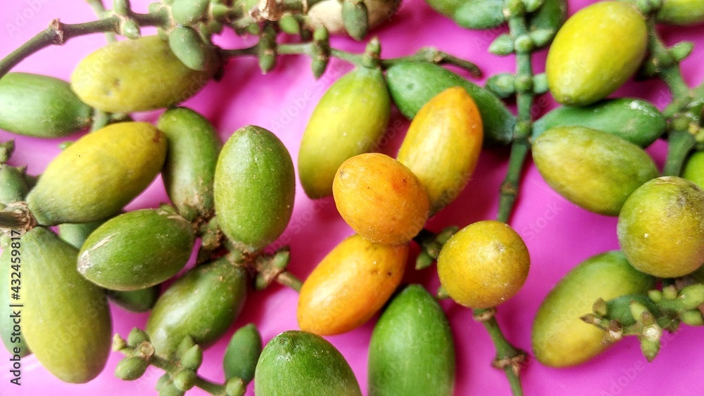 Gnetum gnemon Linn, Melinjo plant seeds can be used to make food such as vegetables or made snacks Gnetum gnemon Linn, Melinjo plant seeds can be used to make food such as vegetables or made snacks