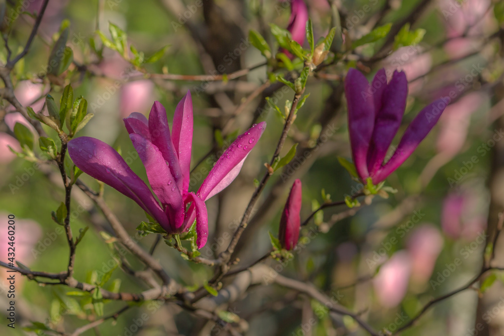 Magnolia blossom. Beautiful spring flowers. Bright colors of May. Magnolia blossom. Beautiful spring flowers. Bright colors of May.