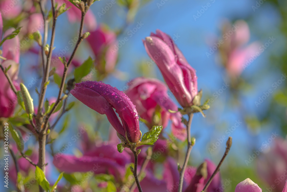 Magnolia blossom. Beautiful spring flowers. Bright colors of May. Magnolia blossom. Beautiful spring flowers. Bright colors of May.