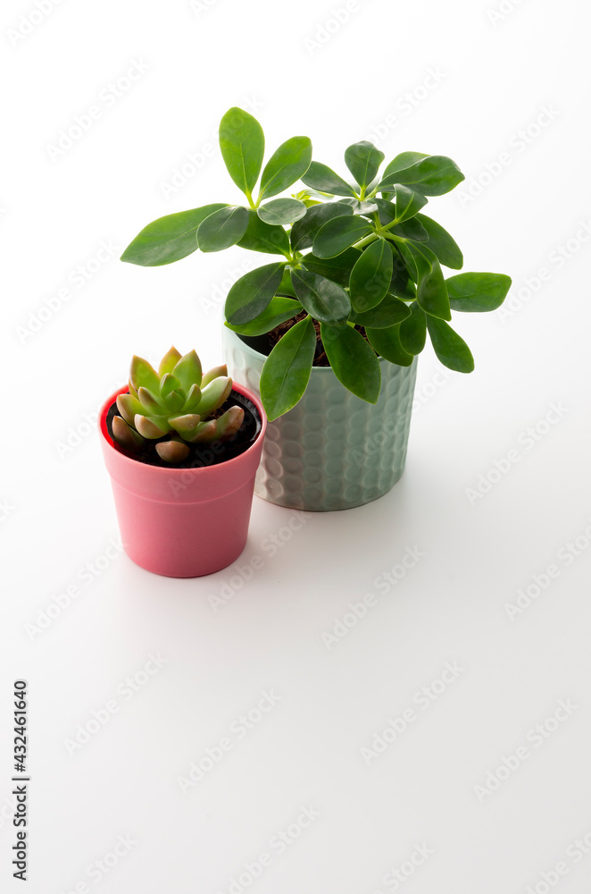 Fototapeta premium 観葉植物のスタジオ撮影