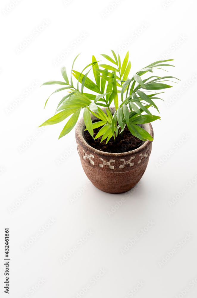Obraz premium 観葉植物のスタジオ撮影