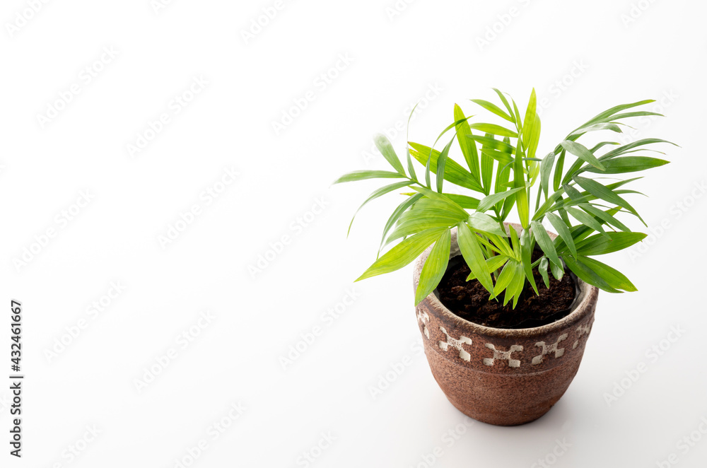 観葉植物のスタジオ撮影 観葉植物のスタジオ撮影