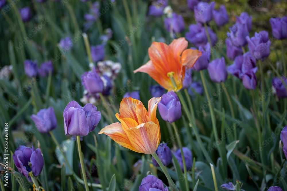 purple crocus flowers purple crocus flowers