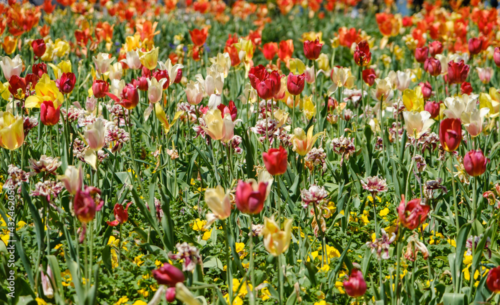 field of tulips