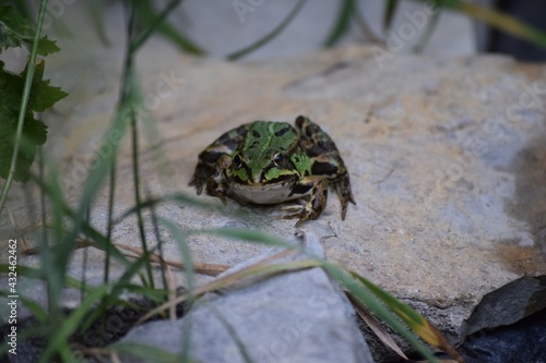 a crepping up Pond frog