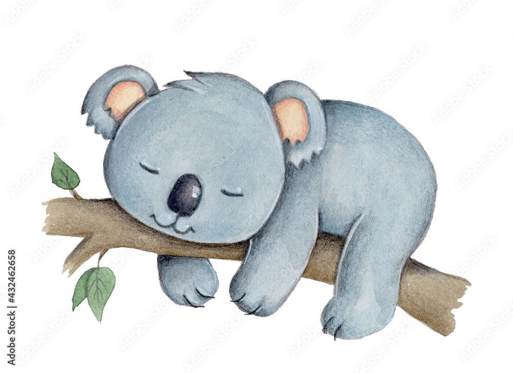 Cute cartoon little koala sleeping on tree, wild animal. Watercolor hand drawn art, sketch, illustration. Isolated.