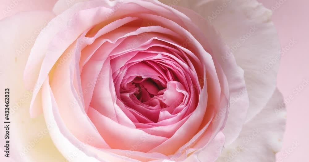 Timelapse of pink rose flower blossom Timelapse of pink rose flower blossom