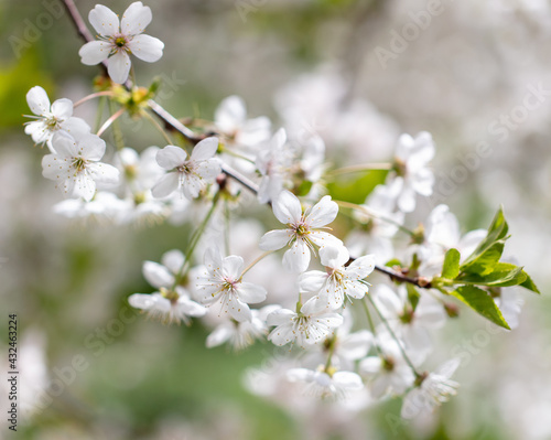 White flowers on a fruit tree on nature © schankz