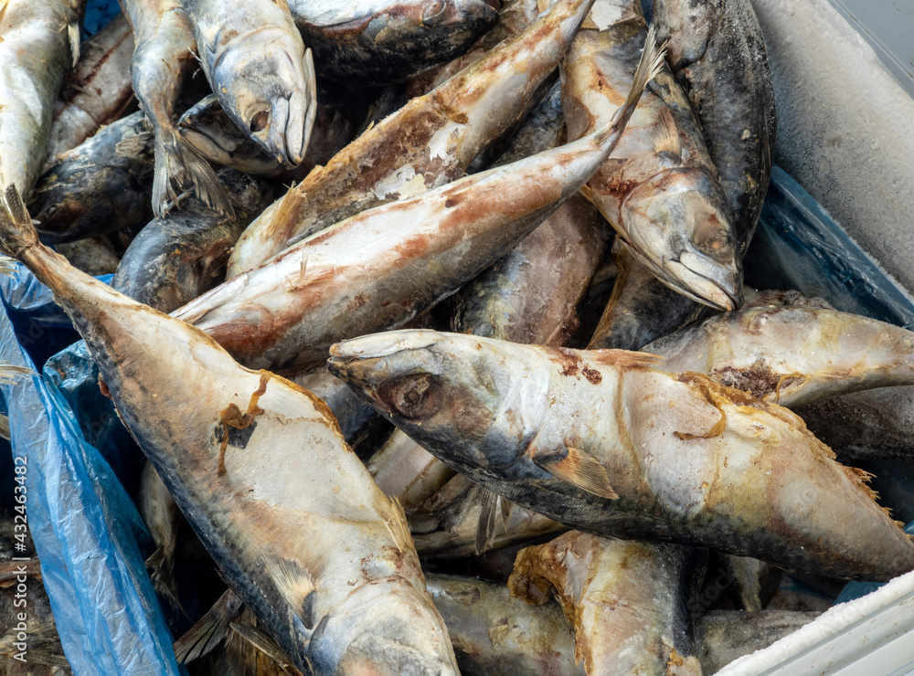 Fototapeta premium Frozen fish, mackerel sold by weight in a refrigerator container on a store counter.