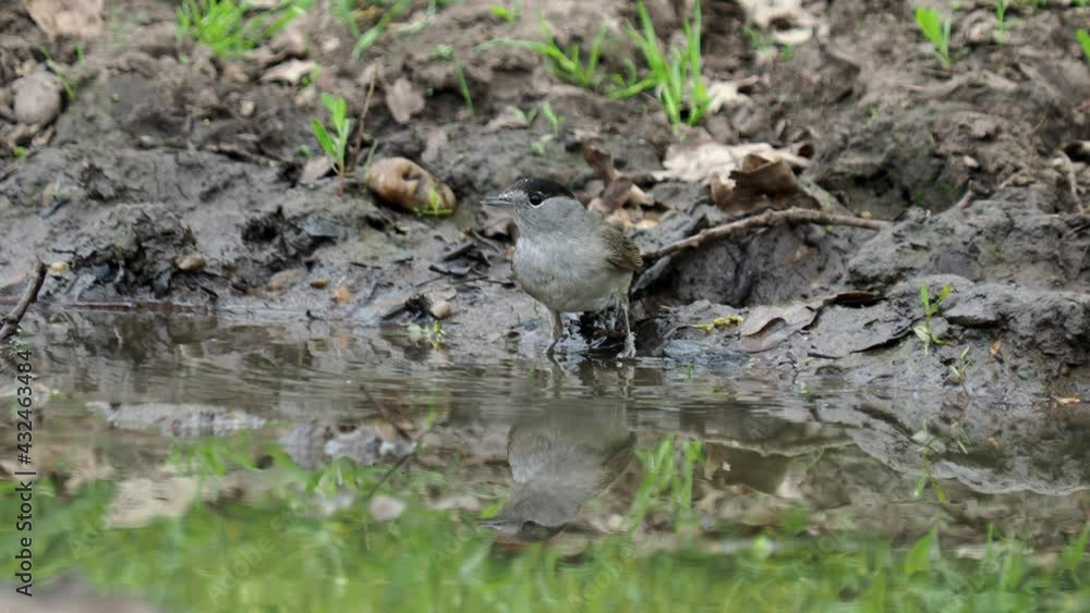 The Eurasian blackcap bird, Sylvia atricapilla, taking a bath The Eurasian blackcap bird, Sylvia atricapilla, taking a bath