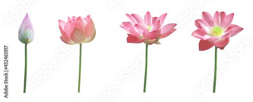 Set of pink lotus isolated on white background