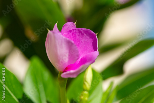 The Madagascar periwinkle or Catharanthus
