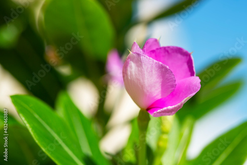 The Madagascar periwinkle or  Catharanthus