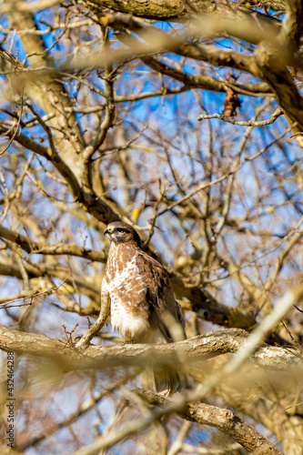 Buzzard in the forest. Sitting on a branch. Wildlife Bird of Prey, Buteo buteo. Detailed feathers in close up. Blue sky behind the trees. Wildlife scene from nature