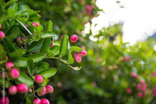 Mango yawn lime or bengal currant, christ's thorn or carunda or karonda thailand fruit. photo