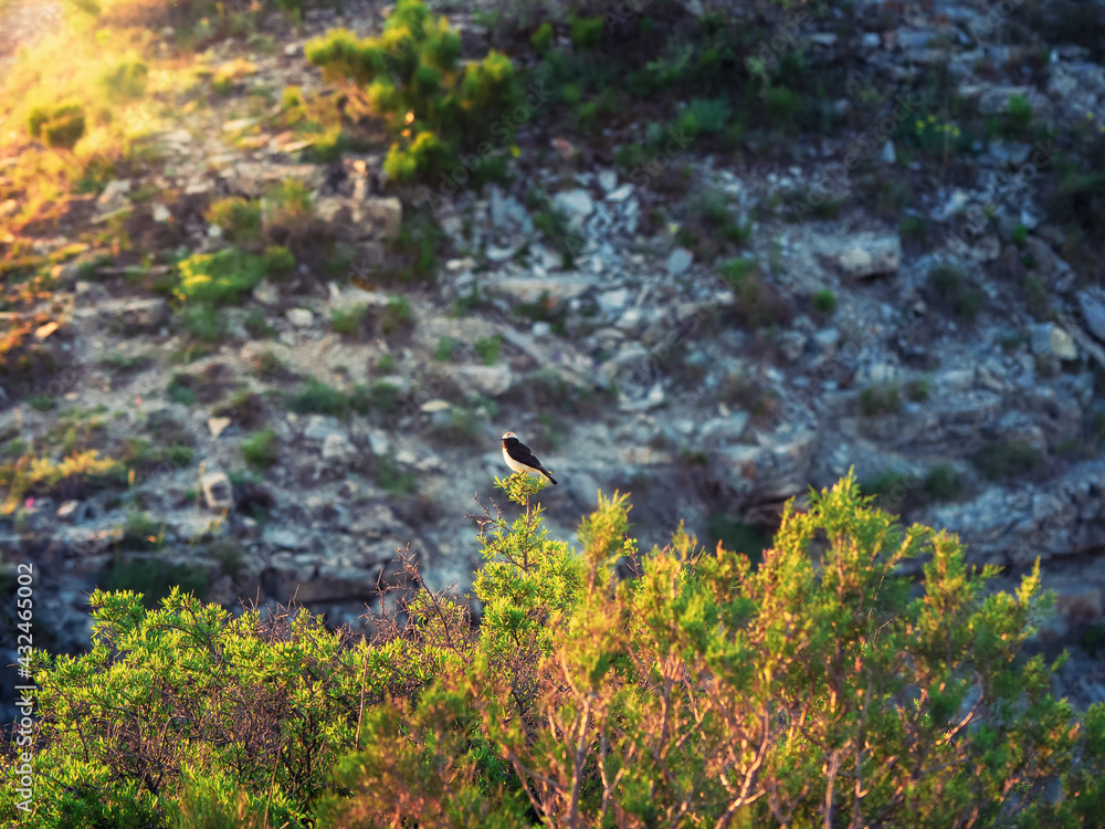 Variable wheatear in the morning sun in the mountains.The variable wheatear is a species of bird in the family Muscicapidae Variable wheatear in the morning sun in the mountains.The variable wheatear is a species of bird in the family Muscicapidae