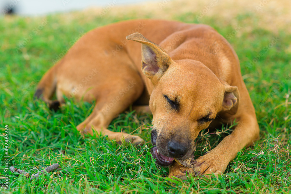 Thai local Dog sited outside house.
