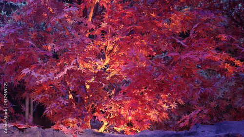 red tree leaves 