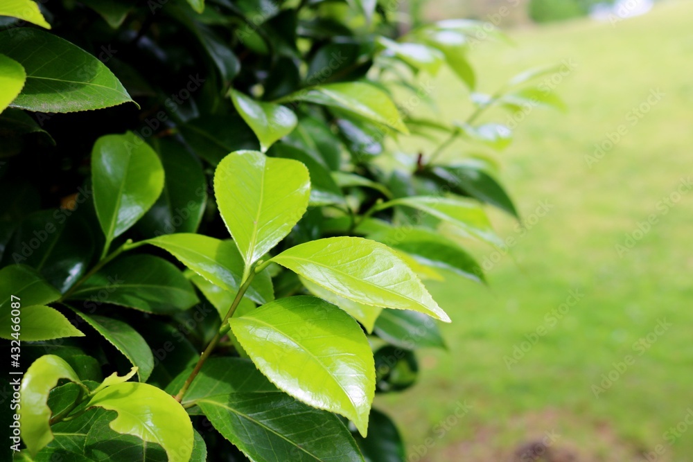 Obraz premium 癒しの緑 椿の木 風景