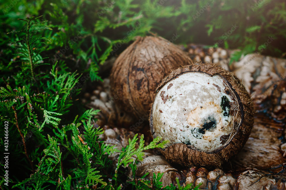 Rotten coconut with mold. Selective focus. Rotten coconut with mold. Selective focus.