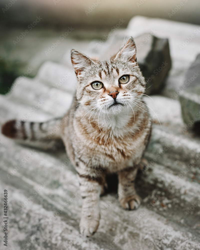 Beautiful tabby white-brown cat on the street. A pitiful striped young cat sits and looks into the camera. Selective focus on eyes. Beautiful tabby white-brown cat on the street. A pitiful striped young cat sits and looks into the camera. Selective focus on eyes.