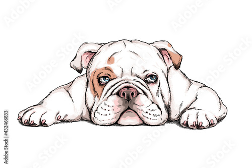 Cute english bulldog sketch. Vector illustration in hand-drawn style photo