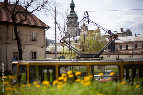 Tram in the old city of Lviv against the backdrop of the Bernardine Cathedral and dandelions